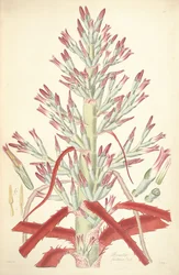 Illustration of Bromelia pinguin